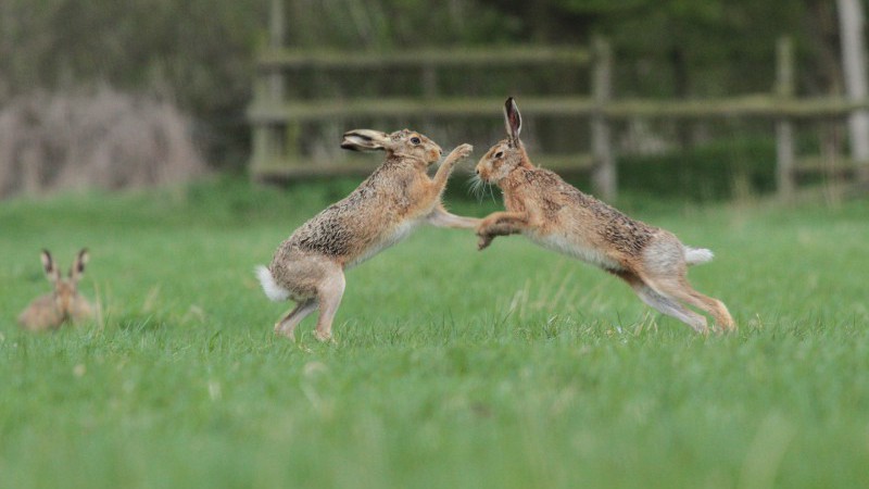 Boxing hares at Elms Farm Costock